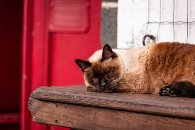 Sleepy cute cat, at farm, outdoors in the sun.