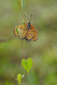 Butterfly on leaf