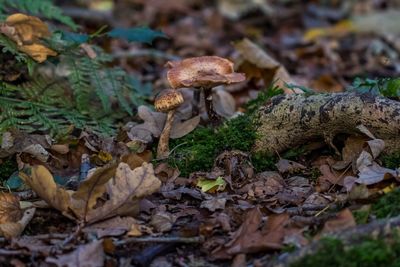 Close-up of mushroom growing in forest