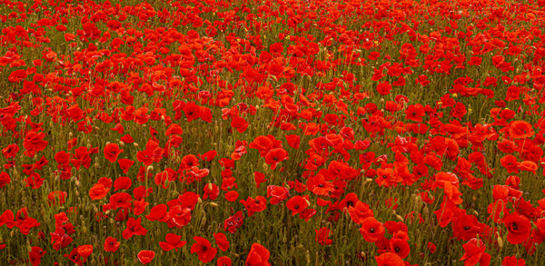 Full frame shot of red poppy in field