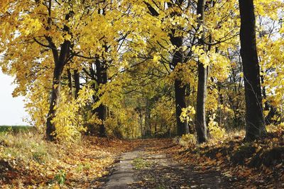 Footpath amidst trees in forest during autumn