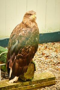 Close-up of bird perching on wall