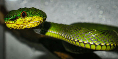 Close-up of green lizard
