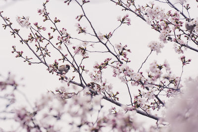 Low angle view of cherry blossoms in spring