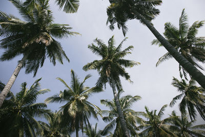 Low angle view of trees against sky