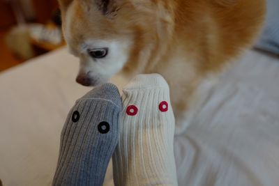 Close-up of dog at home