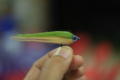 Close-up of hand holding lizard