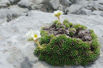 Close-up of cactus plant growing on rock