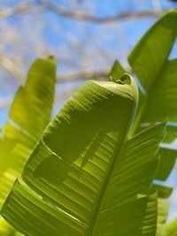 Close-up of green leaves on plant