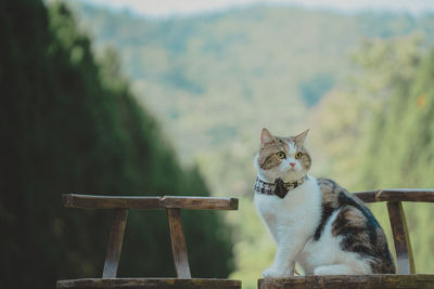 Cat sitting on retaining wall