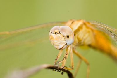 Close-up of dragonfly on leaf