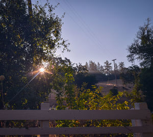 Sunlight streaming through trees