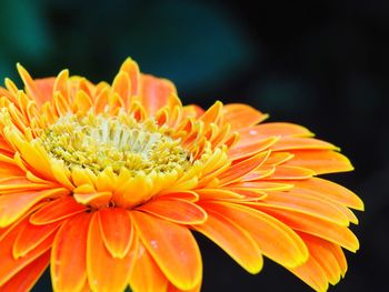 Close-up of orange flower