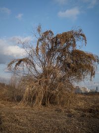 Bare trees on field against sky
