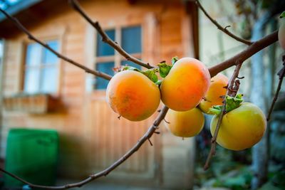 Close-up of persimmons growing on tree by house