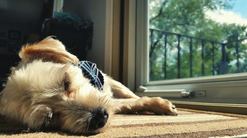 Close-up of dog lying down by window