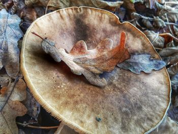 Close-up of dry autumn leaf