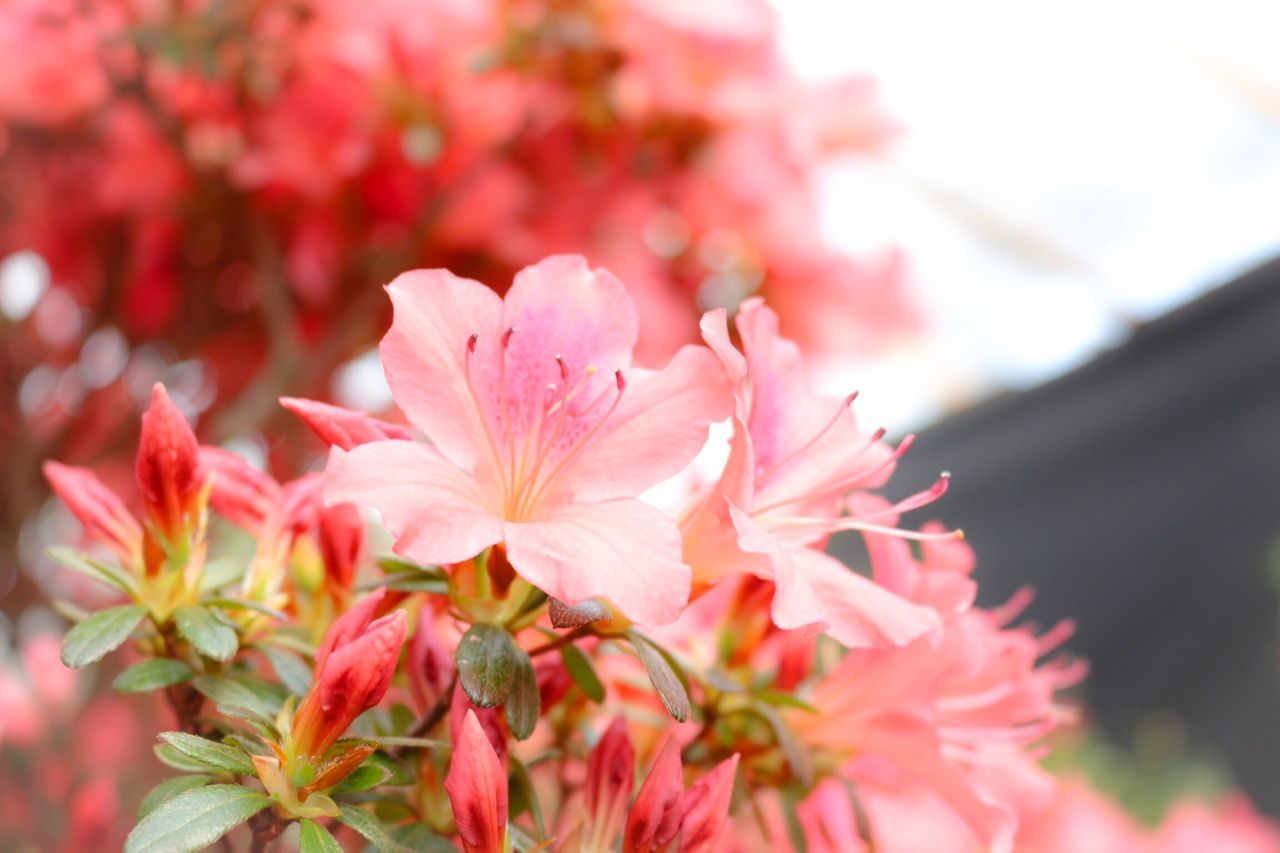 flower, freshness, petal, fragility, pink color, focus on foreground, beauty in nature, flower head, close-up, growth, nature, blooming, pink, in bloom, selective focus, blossom, plant, day, outdoors, park - man made space