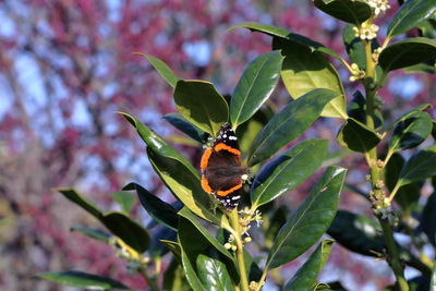 Close-up of insect on plant