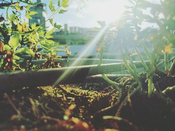 Close-up of fresh green plants against trees