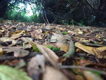 Close-up of tree in forest