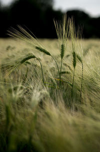 Close-up of stalks in field