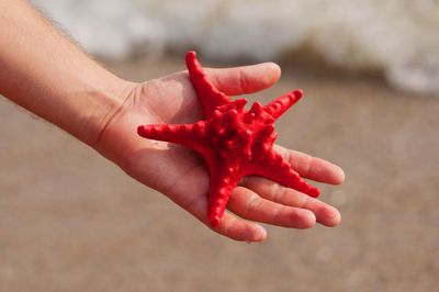 Close-up of hand holding red starfish at beach