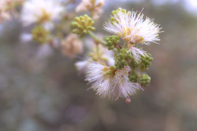 Close-up of flowering plant