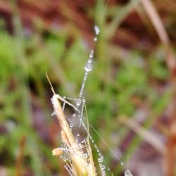 Close-up of insect on spider web