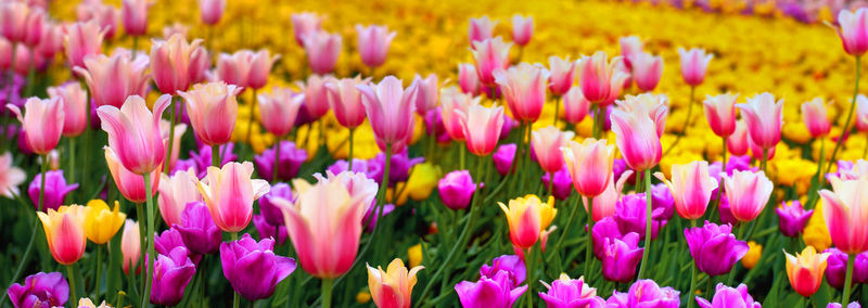 Close-up of pink tulips