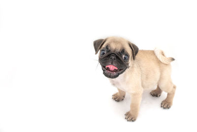 Portrait of a dog over white background