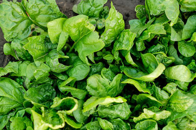 Many leaves of organic green salad