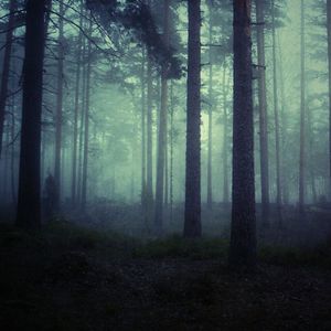 Scenic view of forest in foggy weather