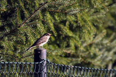 Bird perching on a fence