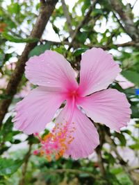 Close-up of pink flowering plant