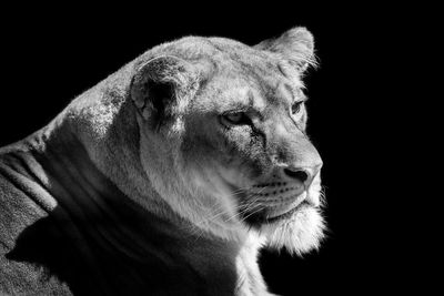 Close-up of lioness looking away