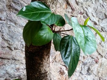 Close-up of fresh green plant