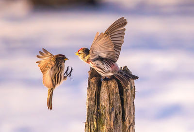 Red poll trying to ward off a rival