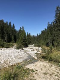 Scenic view of forest against clear blue sky