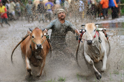 Man riding ox cart in puddle during rainy season