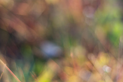 Defocused image of plants