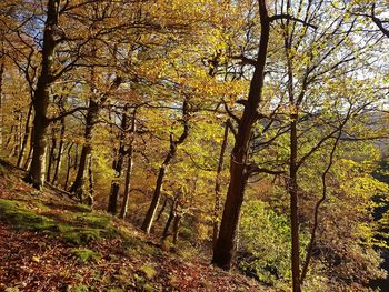 Trees in forest during autumn