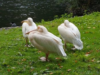 White swans on grass by lake