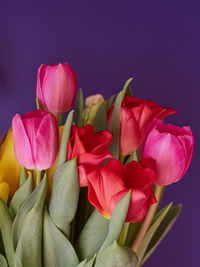 Close-up of pink rose flowers against blue background