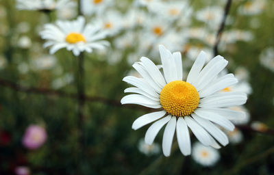 Close-up of white daisy blooming outdoors