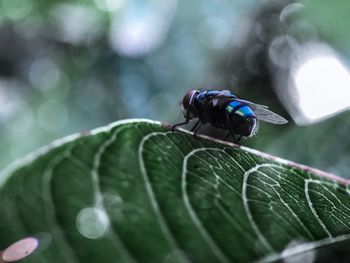 Close-up of insect on leaf