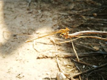 Close-up of insect on twig land