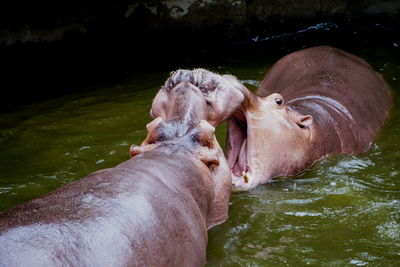 Male hippopotamus fighting in lake