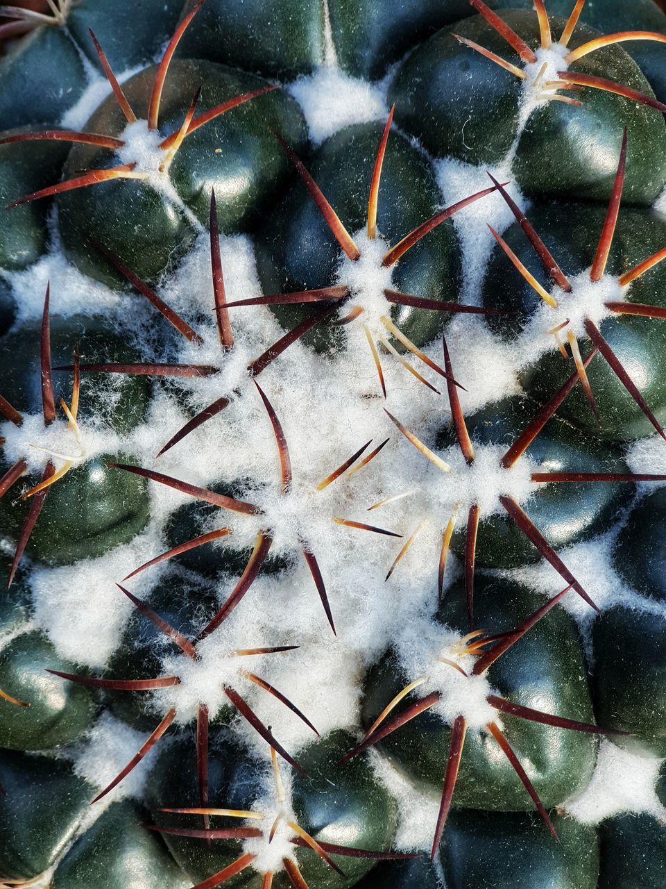 HIGH ANGLE VIEW OF SUCCULENT PLANTS