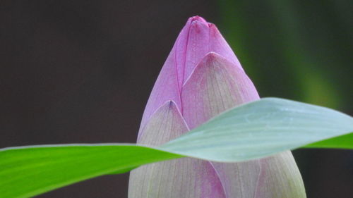 Close-up of pink lotus water lily